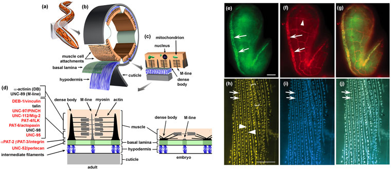 Schematic Diagram of the C. elegans Body-Wall Muscle
                    Structure, and fluorescence microcopy of muscle attachments in embryos and
                    adults Figure 1