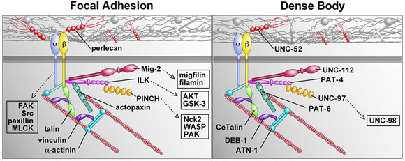 Comparison between vertebrate focal adhesions and C.
                    elegans dense bodies Figure 2