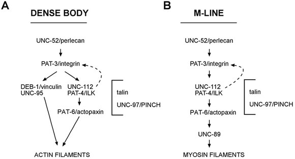 "Assembly dependence" pathways for dense bodies and M-lines