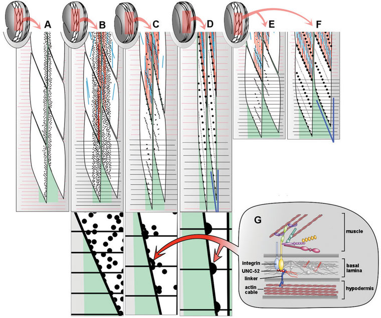 Model of sarcomere development showing several adjacent cells in one dorsal
                    muscle quadrant at several successive developmental stages Figure 7