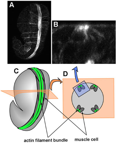 View of a phalloidin stained 1.5 fold wild type embryo figure 8