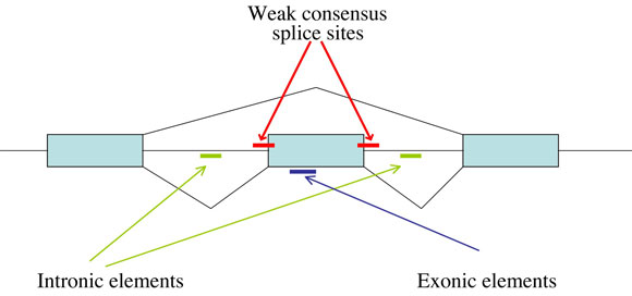  Locations of regions on the pre-mRNA that can affect alternative splicing figure 2