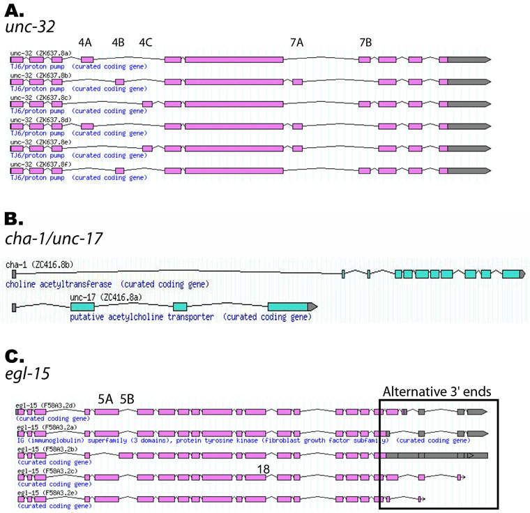  Examples of C. elegans alternatively spliced genes figure 3