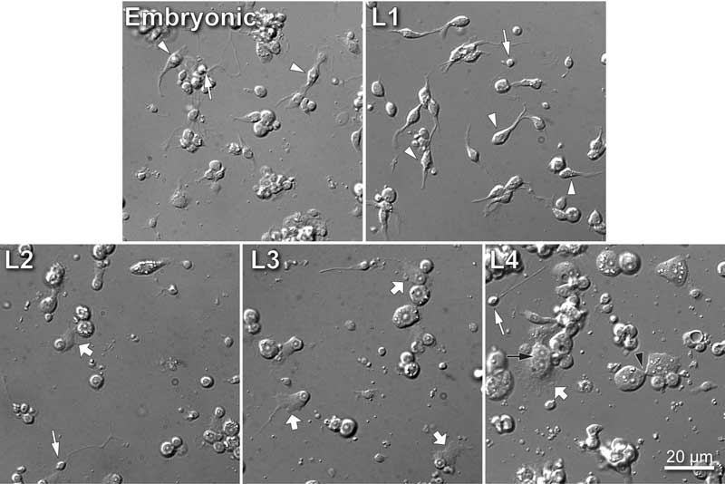 figure 14