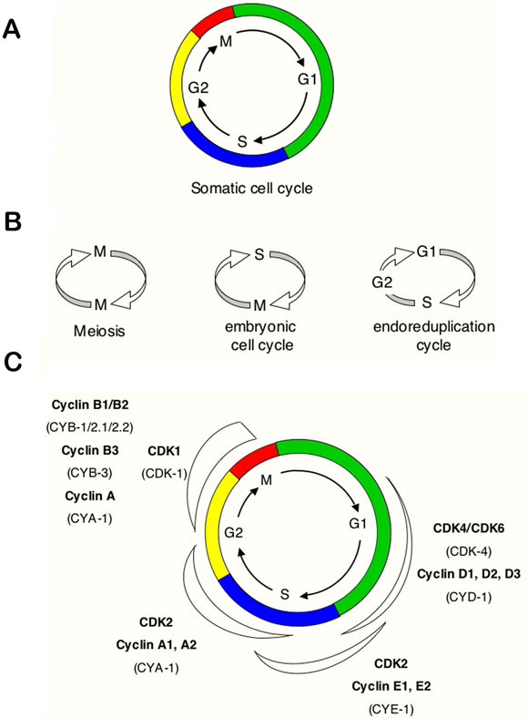 Figure 1A, B and C