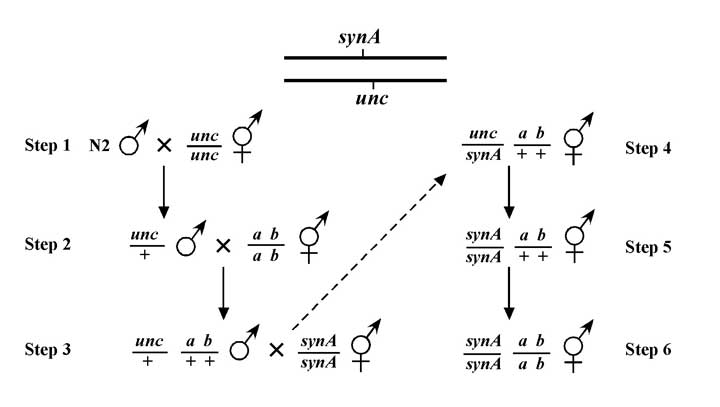 figure 24