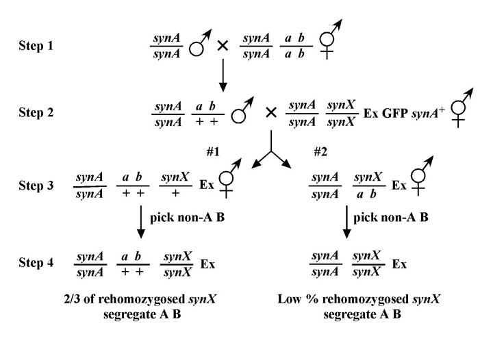 figure 25