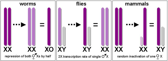 Diverse strategies for dosage compensation Figure 1