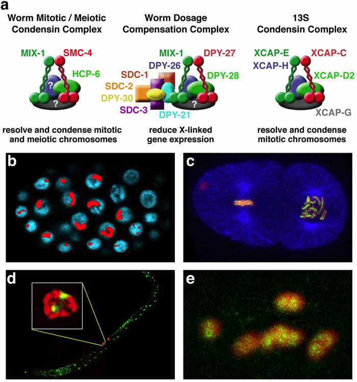 Two condensin complexes in C. elegans  Figure 2