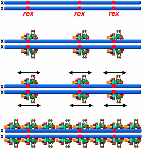 Spreading Repression Figure 7