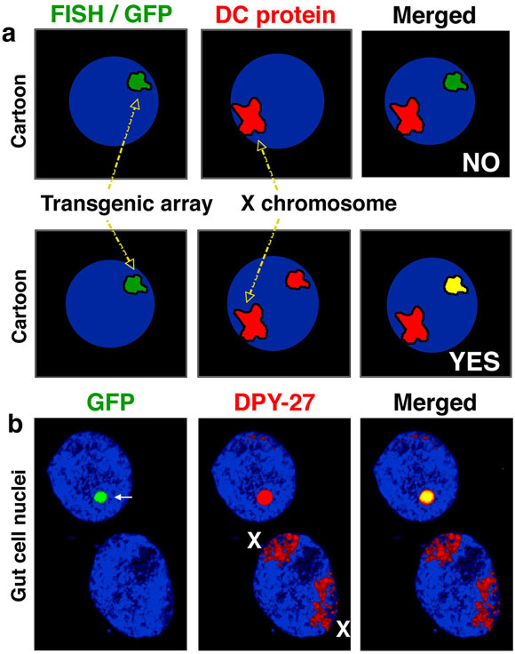 Molecular identification of an X-recognition element Figure 8