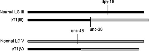  Diagram of reciprocal translocation eT1, showing mutations present in the reference heterozygous strain figure 1