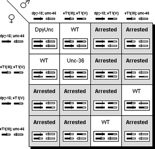  Punnett square showing normal progeny genotypes and phenotypes that result from selfing a dpy-18/eT1 III; unc-46/eT1 Vheterozygote figure 2