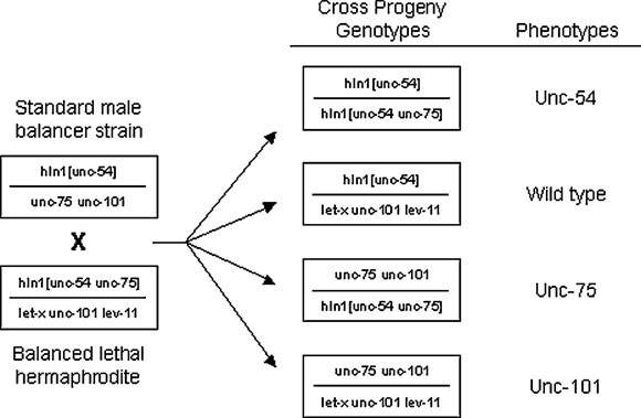  Example of a crossing scheme using hIn1 to generate genotypically and phenotypically unique balanced males carrying a desired lethal mutation figure 5