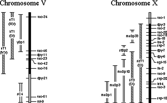 Map of the balanced regions of C. elegans chromosomes Map of the balanced regions of C. elegans chromosomes figure 7a