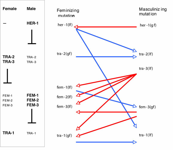 Suppressor mutations figure 1