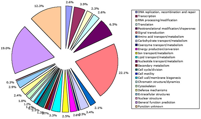 Generation of founder cells in the early embryo