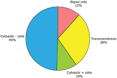 Generation of founder cells in the early embryo