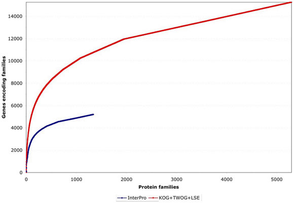 Generation of founder cells in the early embryo