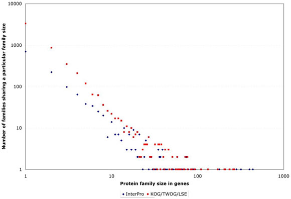 Generation of founder cells in the early embryo