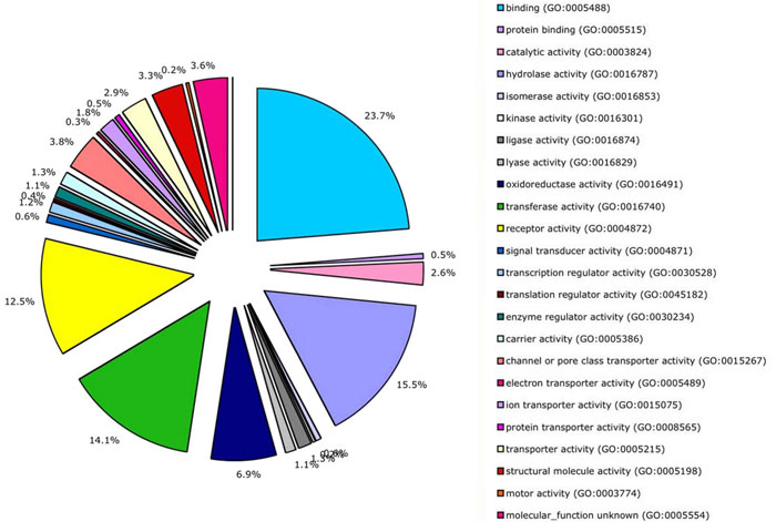 Generation of founder cells in the early embryo