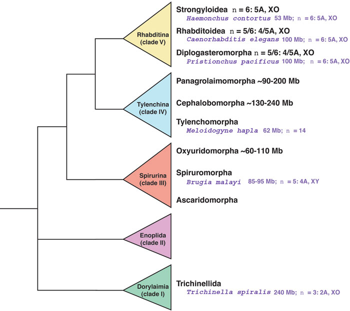  Nematode genome size figure 1