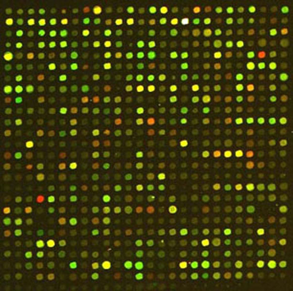  Example of microarray hybridization figure 1