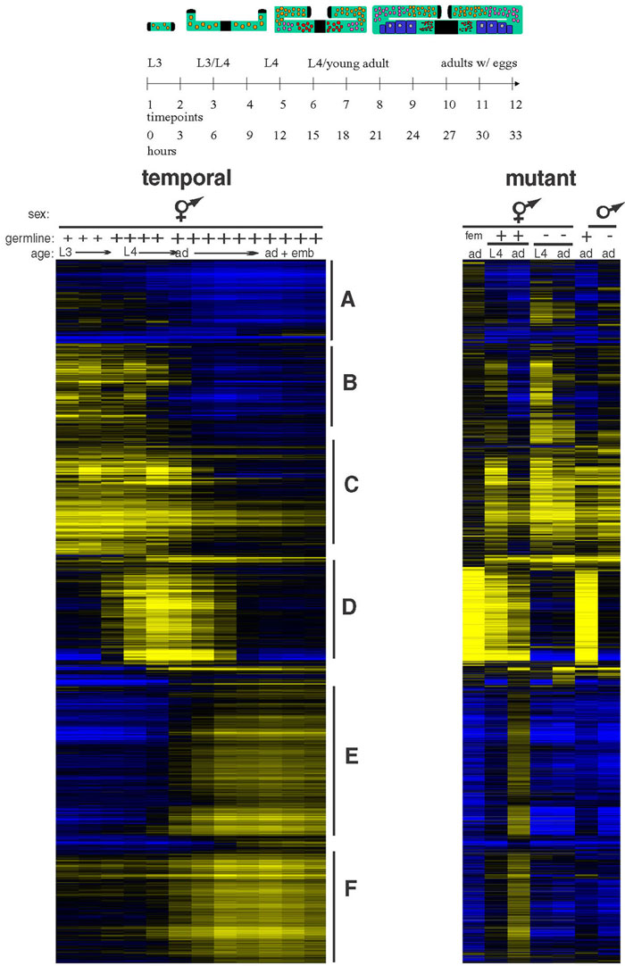  Gene expression analysis in larvae and adults figure 3