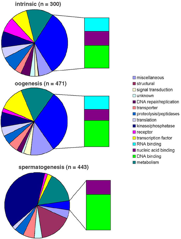  Classification of germline enriched genes figure 4