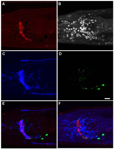 Light Fixation and Staining of Multiple Antigens Figure 1