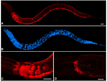 Staining in wild type versus transgenic strains Figure 4