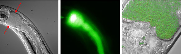 WormBook Interactions with pathogens figure 1