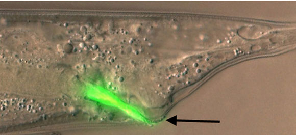 WormBook Interactions with pathogens figure 2