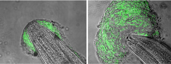 WormBook Interactions with pathogens figure 3