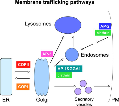 General model of vesicular transport pathways