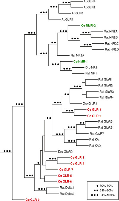 WormBook Ionotropic Glutamate Receptors: Genetics, Behavior and Electrophysiology figure 1