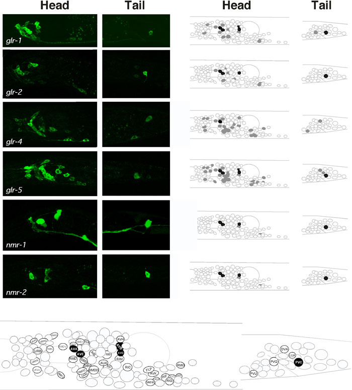 WormBook Ionotropic Glutamate Receptors: Genetics, Behavior and Electrophysiology figure 2