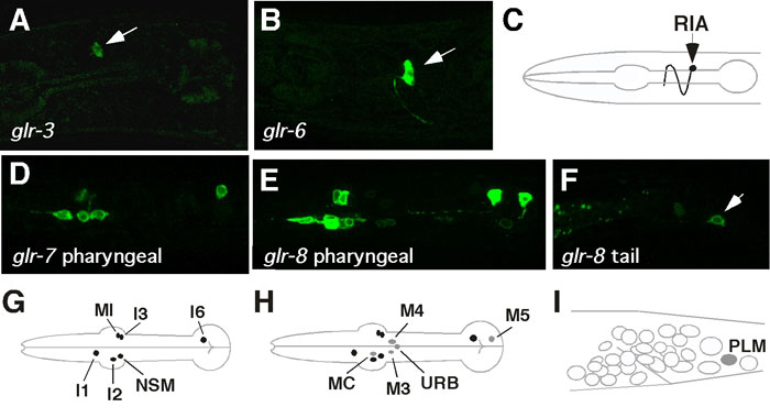 WormBook Ionotropic Glutamate Receptors: Genetics, Behavior and Electrophysiology figure 3