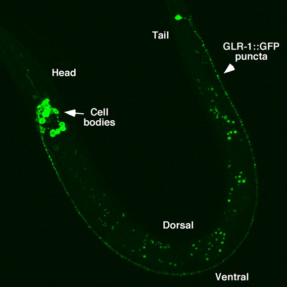 WormBook Ionotropic Glutamate Receptors: Genetics, Behavior and Electrophysiology figure 4