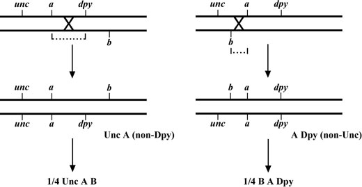 Making compound mutants Figure 7-3