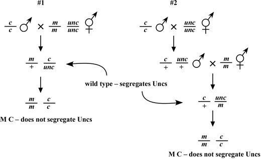 Making compound mutants Figure 7-4