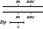  Mapping with deficiencies and duplications Figure 6-4