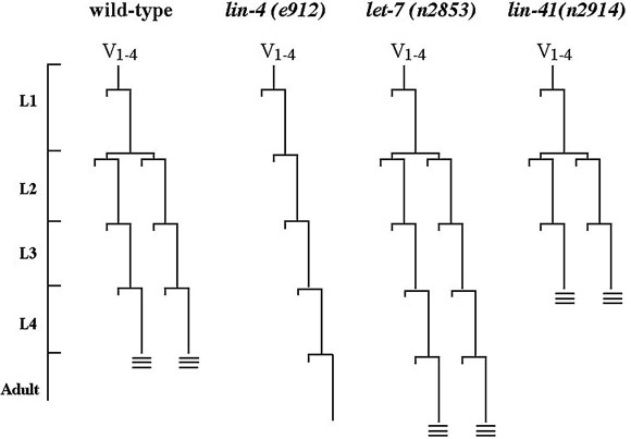  Types of alternative splicing figure 1