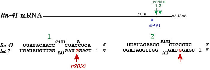 microRNAs figure 3