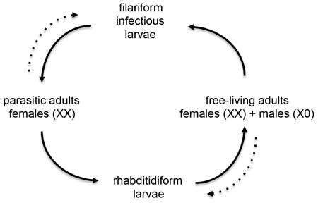  figure 15