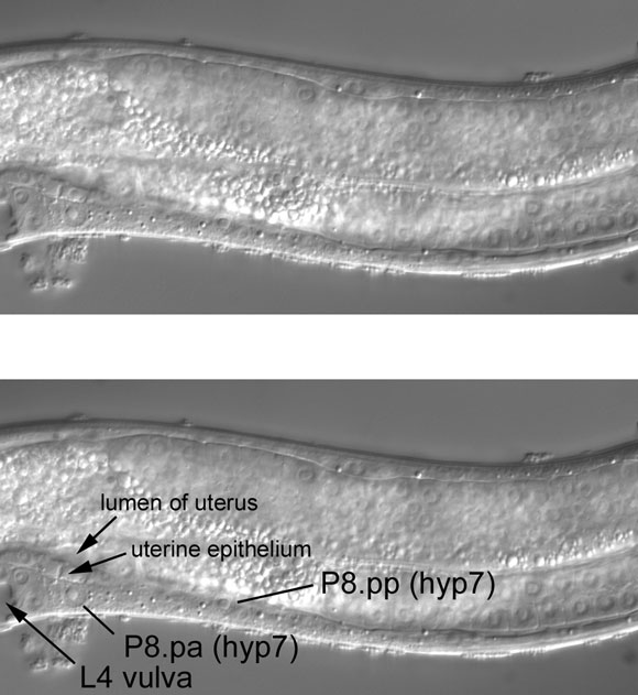 The central focal plane with two large nuclei in the ventral cord figure 23