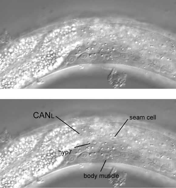 Not quite so far left, with the CANL nucleus visible figure 28