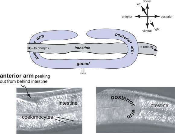 A highly exaggerated schematic of the left-right relationship of the gonadal arms with the intestine figure 2