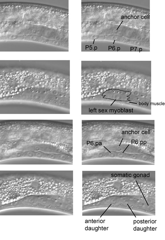 The dynamic Pn.p cells and sex myoblast of L3 larvae figure 31