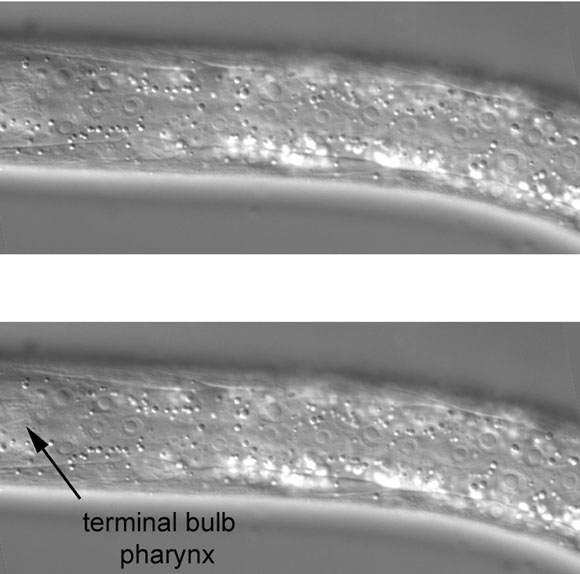 Hypodermal nuclei on the far left side of the anterior part of the middle body figure 34